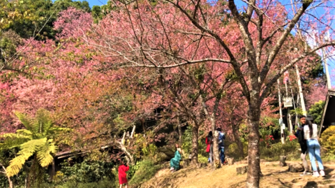 Thai Sakura.png