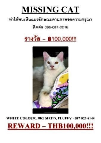 pict-100,000 baht reward for missing cat2.jpg