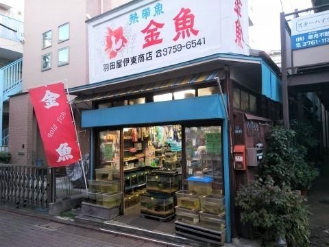 pict-1517024921755金魚や.jpg