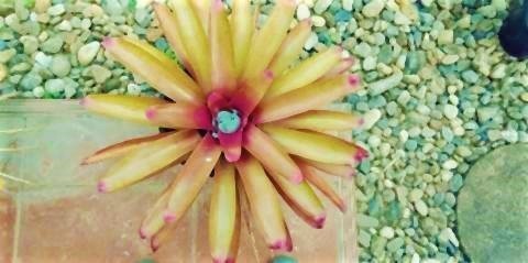 pict-1556099767502旭日旗の花 (2).jpg