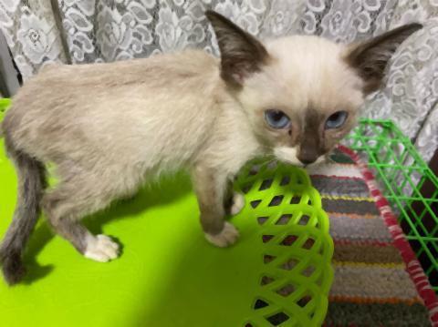 pict-1575459804345澤谷宅の猫 (2).jpg