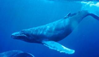 pict-250px-Humpback_Whale_underwater_shot.jpg