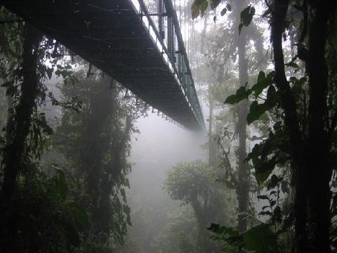 pict-5.-Montenegro-Rainforest-Costa-Rica.jpg