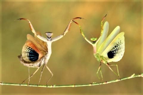 pict-Comedy Wildlife Photography Awards.jpg