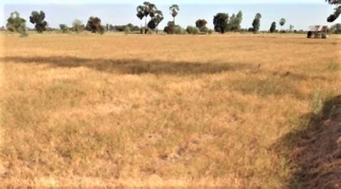 pict-Drought in Korat.jpg