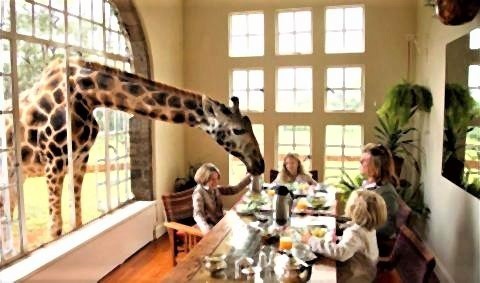 pict-ジラフ・マナーケニア、ナイロビ2.jpg