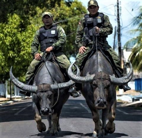 pict-ブラジル水牛でパトロールする警察.jpg