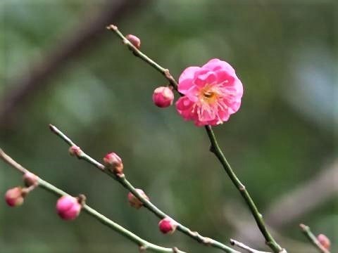 pict-台湾の国花は、「ウメ」.jpg