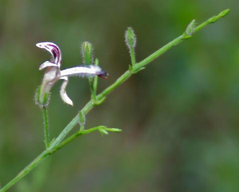 pict-学名Andrographis paniculata.jpg