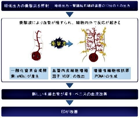 pict-新たな毛細血管を産生させペニスの血流を増加.jpg