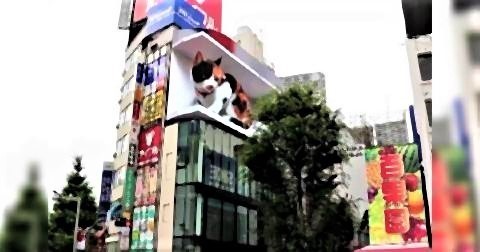 pict-新宿東口にデジタルサイネージの巨大猫が出現1.jpg