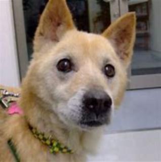 pict-犬.jpg