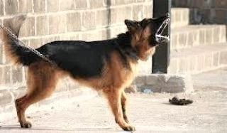 pict-犬が人間に吠える.jpg