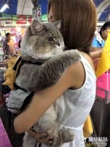 pict-猫と美女2.jpg
