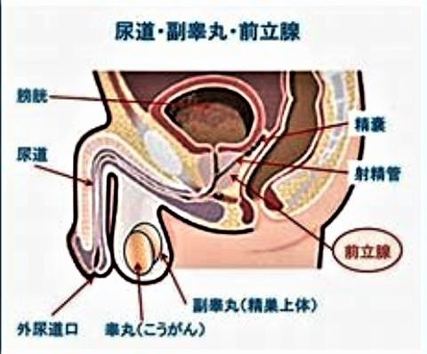 pict-睾丸.jpg