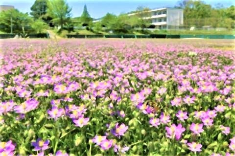 pict-福島県いわき市の市立好間中の校庭.jpg