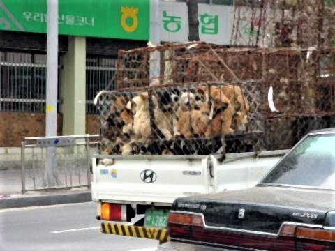 pict-移送される犬.jpg
