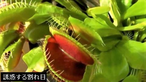 pict-食虫植物3.jpg