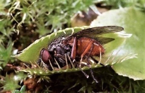 pict-食虫植物4.jpg