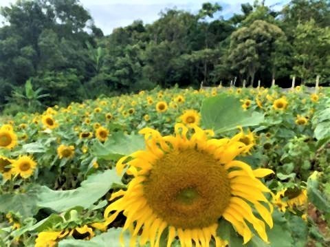 pict-Farm of winter flower at Mon Cham2.jpg