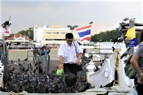 pict-Govt bans PIGEON feeding.jpg
