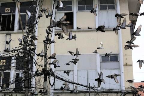 pict-Govt bans PIGEON feeding2.jpg