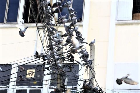 pict-Govt bans PIGEON feeding5.jpg
