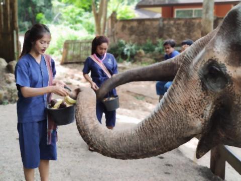 pict-Maetaeng Elephant Park.jpg