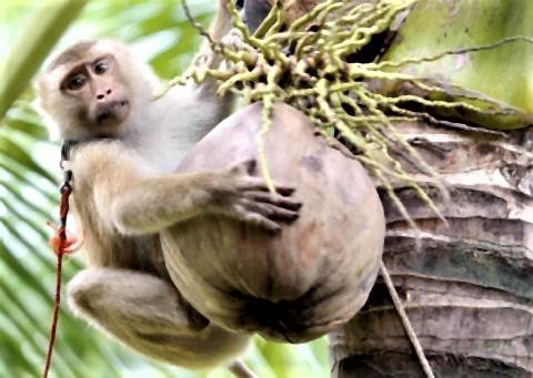 pict-Monkey business.jpg