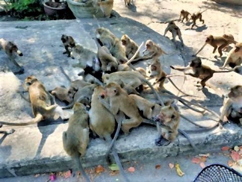 pict-Monkeys Overrun Hua Hin3.jpg