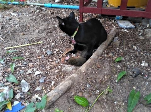 pict-P_20180408_063710.jpg