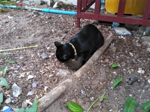 pict-P_20180408_063715.jpg