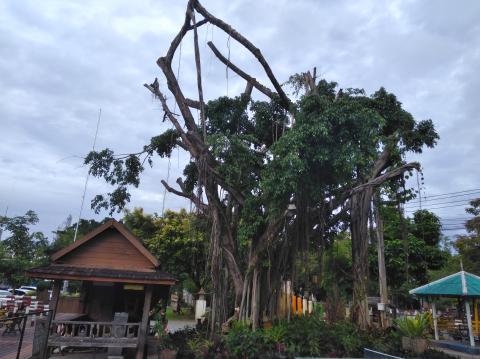 pict-P_20180623_06264Rain Tree7.jpg