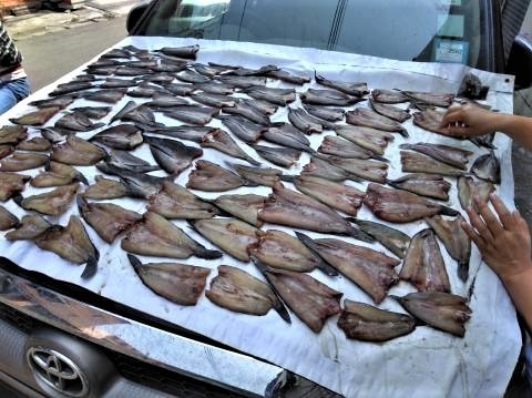 pict-P_20190320_134039魚干し (2).jpg