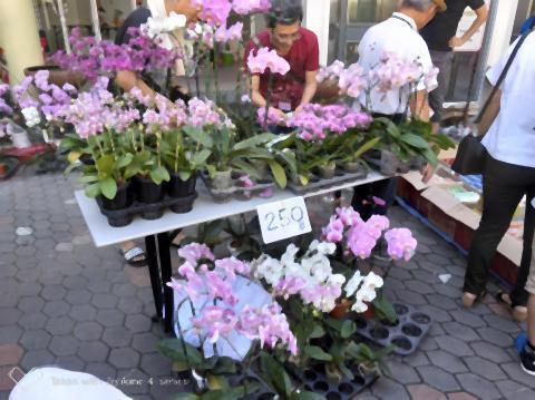 pict-P_20191103_103247_vHDR_On_p日本人会バザール (4).jpg