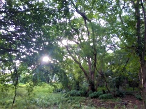 pict-P_20210722_063318_vHDR_On緑の池 (3).jpg