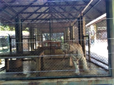 pict-P_20211003_113202Tiger Kingdom (1).jpg