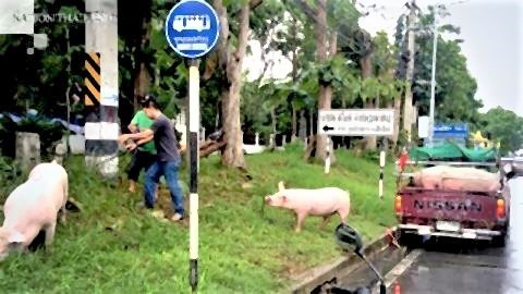 pict-Pigs run amok, bring traffic to a standstill.jpg