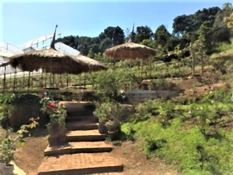 pict-Rose Garden at Huay Phak Phai Royal project.jpg