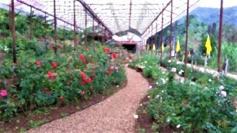 pict-Rose Garden at Huay Phak Phai Royal project2.jpg