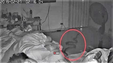 pict-Snake slithers into Bangkok woman's bedroom.jpg