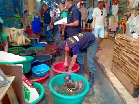 pict-Turtle Sellers Arrested.jpg