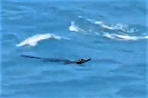 pict-crocodile in Phuket .jpg