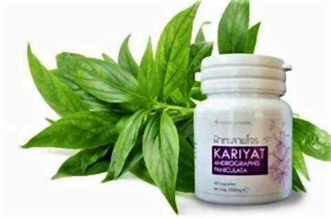 pict-kariyat plant.jpg