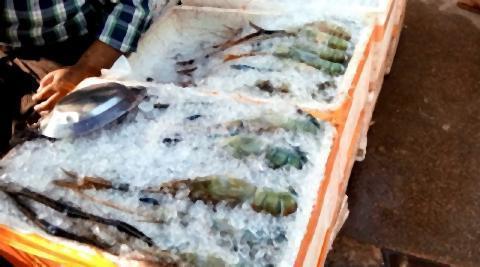 pict-lead in shrimp head.jpg