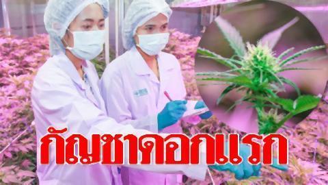 pict-medical marijuana.jpg