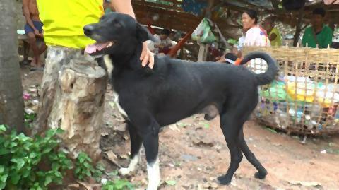 pict-the dog saved.jpg