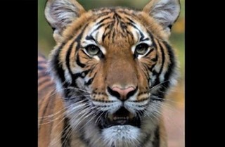 pict-tiger at the Bronx Zoo.jpg